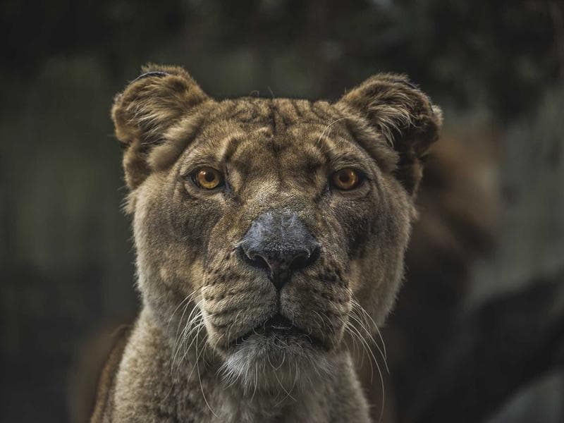 Spoliatio cetera curia aequus atqui.